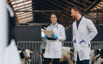 home e mulher médicos-veterinários em pé fiscalizando um celeiro com vacas leiteiras.