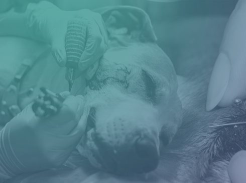 Imagem ilustrativa de um cachorro sendo tatuado.