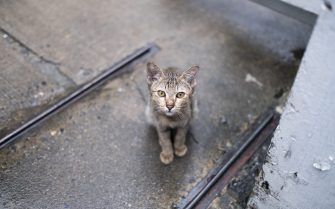 Gato de vida livre, em uma calçada