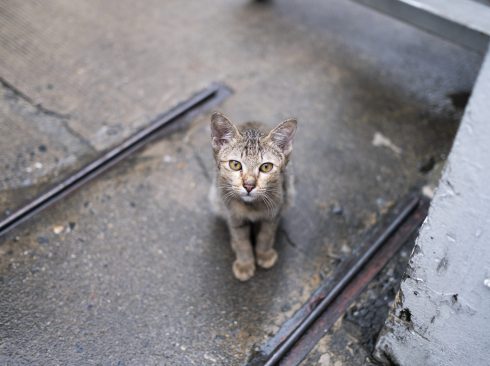 Gato de vida livre, em uma calçada