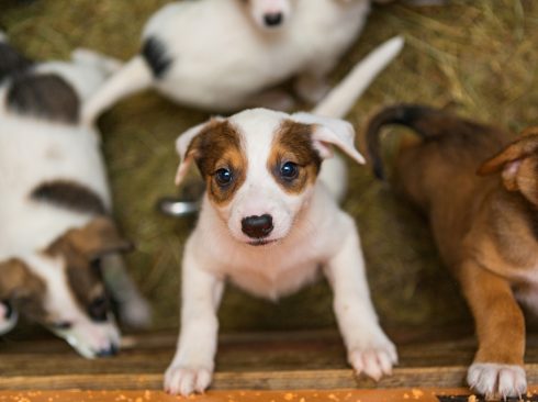 Foto: Adobe Stock