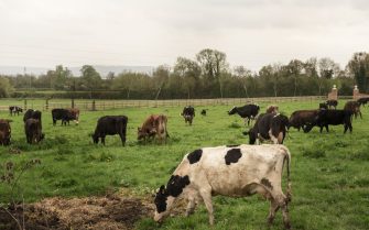 imagem de rebanho bovino com vaca branca e preta à frente e vacas pretas ao fundo.