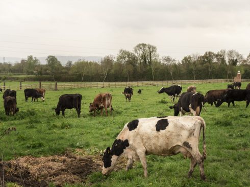 imagem de rebanho bovino com vaca branca e preta à frente e vacas pretas ao fundo.