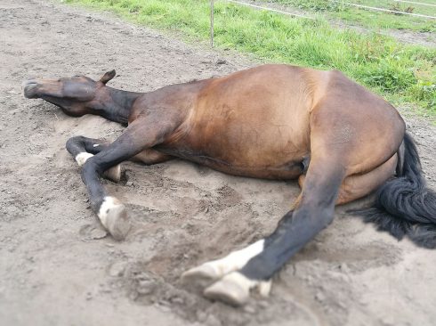 Cavalo marrom de patas brancas deitado no chão.