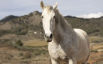 Um cavalo branco, de frente. Ao fundo, um campo e montanhas.