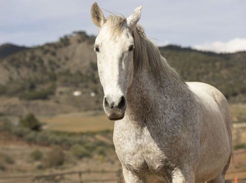 Um cavalo branco, de frente. Ao fundo, um campo e montanhas.
