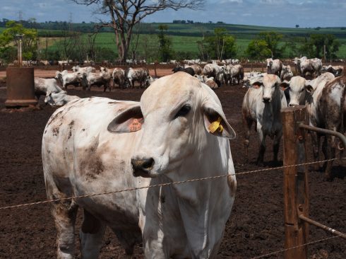 21.09.2021_Exportacao_carne_bovina_china_atualizada