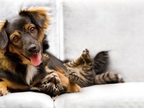 Foto: Adobe Stock