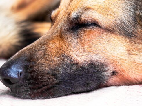 Na imagem aparece a cabeça de um cão pastor alemão. O animal de com a cabeça recostada e de olhos fechados.
