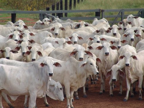 23.04.2020_Apesar_coronavírus_cadeia_produtiva_carne_bovina_alta_Parte1.jpeg