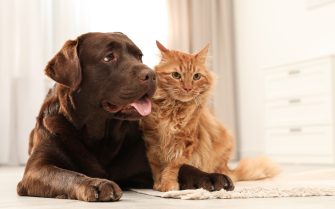 Cão labrador da cor marrom está deitado e com a língua de fora. Sobre uma de suas patas um gato de pelos longos e alaranjados está recostado.