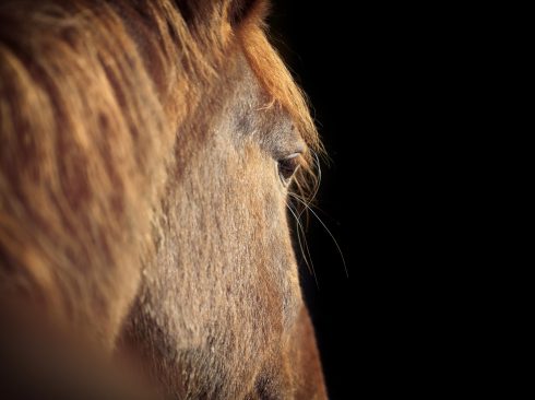 Foto: Adobe Stock