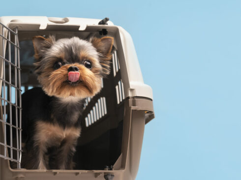 Cão de porte pequeno está dentro de uma caixa de transporte de animais, a qual está com a porta aberta. O animal está com a língua de fora.