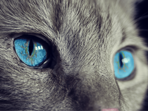 Foto: Pixabay