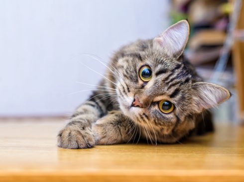 Foto: Adobe Stock