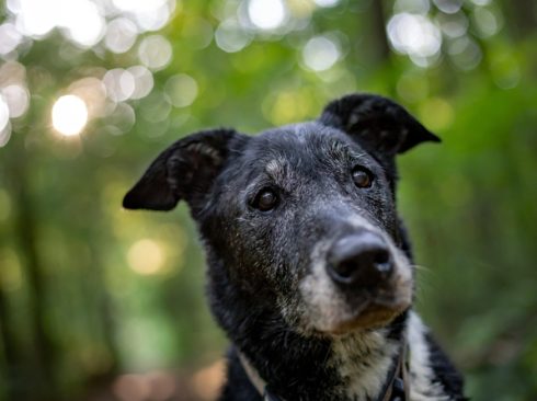 Na imagem há um cachorro de pelos pretos e levemente brancos, na região da boca, e idoso.