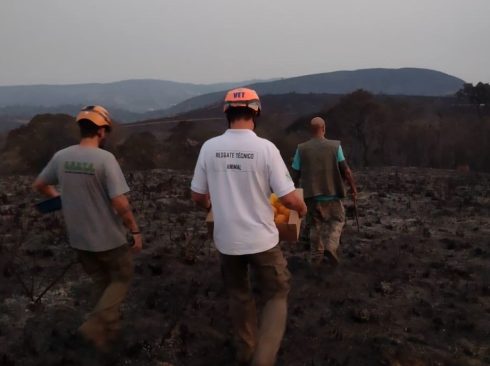 Três médicos-veterinários estão de costas levando uma caixa de frutas para monitoramento da atividade de fauna. Na camiseta de um deles está escrito resgate técnico animal. Eles também usam capacete.
