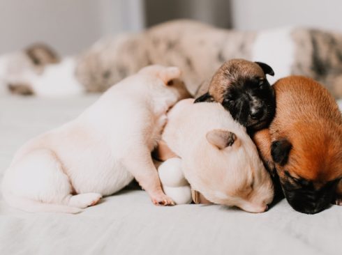 Cães filhotes branco, champagne, caramelo e marrom com focinho preto, dormem amontoados e encostados uns aos outros. Parecem ter poucos dias de vida.