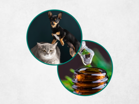 Na imagem, aparece um cachorro, um gato e um frasco de remédio homeopático