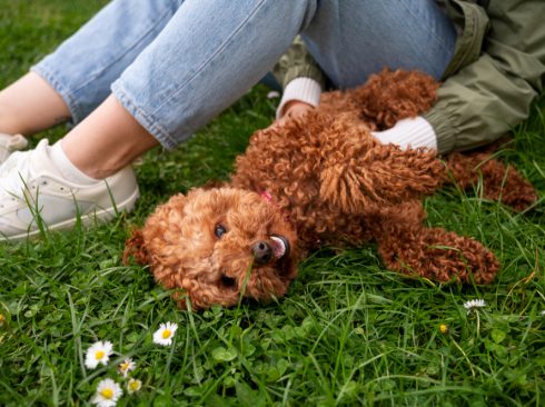 Cão de porte médio e pelagem marrom encaracolada deitando na grama com expressão feliz ao lado de uma mulher vestindo calça jeans e tenis branco.