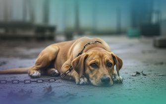 Um cachorro com cara triste, deitado no chão com uma corrente grossa no pescoço.