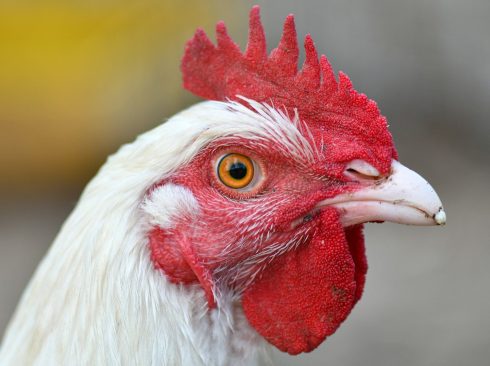 27.08.20_ Controles sanitários rígidos mantêm avicultura em alta mesmo com coronavírus
