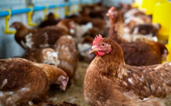 Galinhas poedeiras adultas(penas predominantemente marrons com algumas brancas, com crista vermelha) em um galpão de criação.