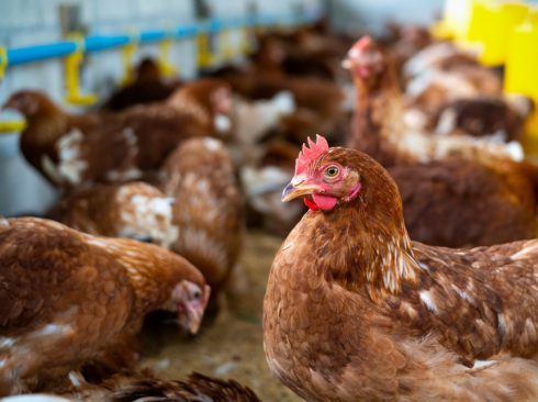 Galinhas poedeiras adultas(penas predominantemente marrons com algumas brancas, com crista vermelha) em um galpão de criação.