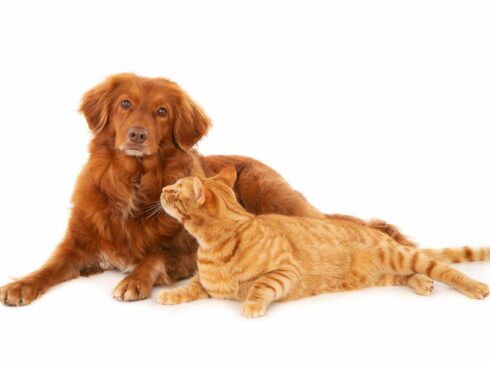 Isolated shot of ginger cat looking at Retriever dog looking at the camera on white background