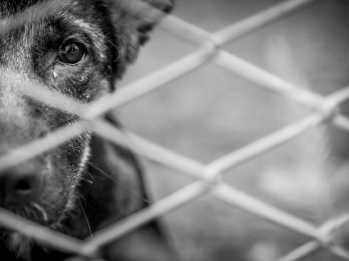 Foto: Adobe Stock