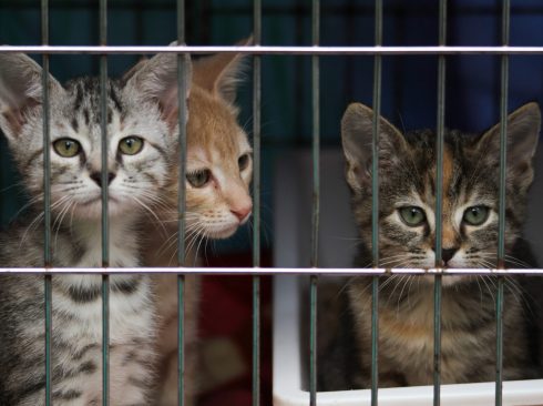 Foto: Adobe Stock