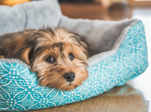 A closeup shot of a cute adorable sad-looking domestic Shih-poo type of dog indoors