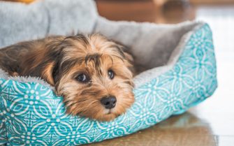 A closeup shot of a cute adorable sad-looking domestic Shih-poo type of dog indoors