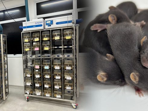 Um biotério, com prateleiras e ao lado imagem de ratos de laboratório.