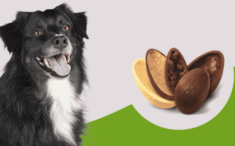 31.03.2021_Pascoa_e_os_riscos_do_chocolate_aos_pets_Freepik