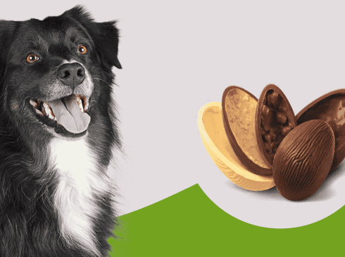 31.03.2021_Pascoa_e_os_riscos_do_chocolate_aos_pets_Freepik