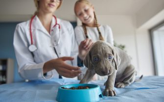 Cão filhote está sobre uma mesa de atendimento veterinário ao lado de um pote com ração. Ao fundo sua responsável e a médica-veterinária.