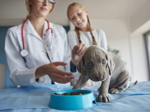 Cão filhote está sobre uma mesa de atendimento veterinário ao lado de um pote com ração. Ao fundo sua responsável e a médica-veterinária.