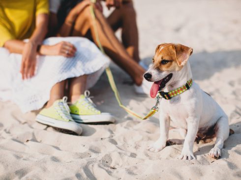 Cão de pequeno porte branco com orelhas caramelo e fucionho preto, estpa sentado na praia em um dia de calor, ele usa uma coleira de estampa xadrex nas cores verde limão, vermelho e branco e guia na mesma estampa. Atrás dele, há um casal, é possível ver o tenis verde a saia branca e a blusa amarela da mulher, a pessoa ao lado veste bermuda e tenis branco.