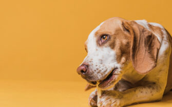 A foto mostra um cão mordendo um osso. Ao fundo, a cor da parede é laranja, em ocasião da campanha Abril Laranja.