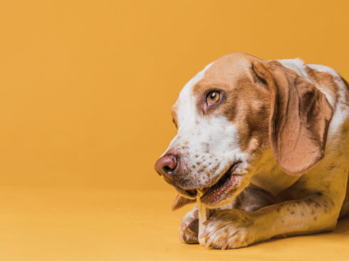 A foto mostra um cão mordendo um osso. Ao fundo, a cor da parede é laranja, em ocasião da campanha Abril Laranja.