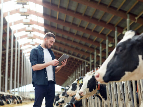 Homem fiscaliza plantel bovino enquanto olha para o celular