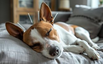 Cão descansa enquanto recebe aplicação de acupuntura. Ele é de porte pequeno, branco e caramelo.