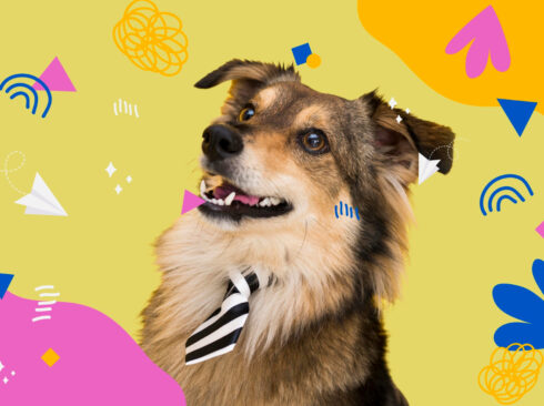 A foto mostra um cão com uma pequena gravatinha ao pescoço. Ao fundo, logotipos coloridos que lembram o carnaval.