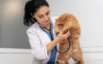 Médico-veterinário ouvindo o coração de um gato com estetoscópio.