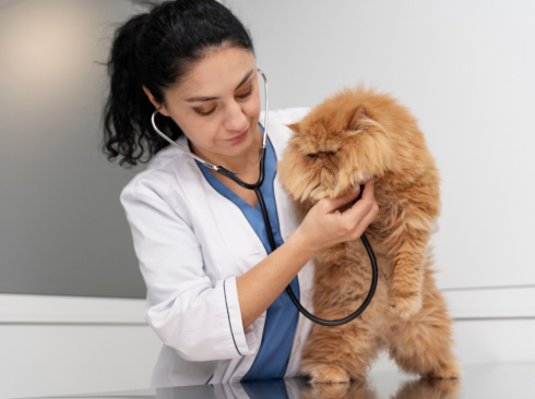 Médico-veterinário ouvindo o coração de um gato com estetoscópio.
