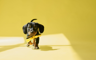 Captura de tela 2026-03-20 174654