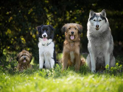 Quatro cães de raças diferentes posam para a foto. Eles estão lado-a-lado, em ordem crescente de tamanho. Os três primeiros estão de língua para fora. O cenário é um campo com gramado verde e folhas ao fundo.