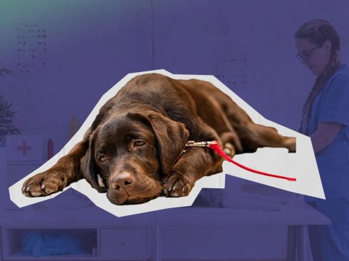 Cão labrador marrom está em destaque. Ele está deitado com expressão desanimada. Ao fundo, a imagem de uma clínica veterinária.