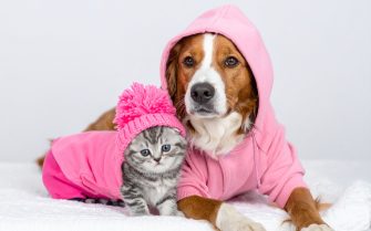 Firefly_cachorro e gatinho com roupinhas cor de rosa 387837